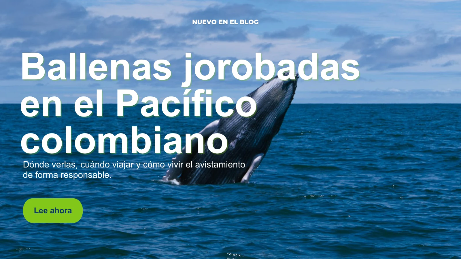 Ballena jorobada emergiendo en las aguas del Pacífico colombiano durante la temporada de avistamiento