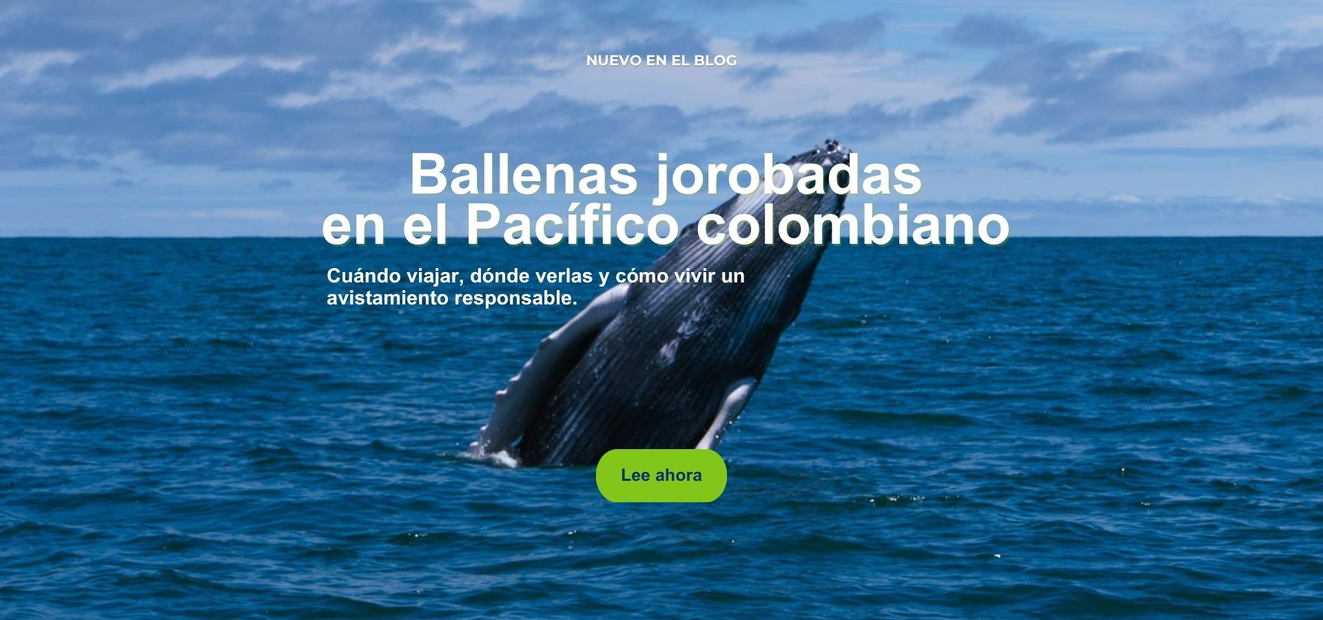 Ballenas jorobadas en el Pacífico colombiano. Lee ahora.